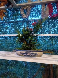 Trang đỏ lá nhỏ rất khỏe, hoành đế 26cm