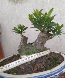 Trang đỏ lá nhỏ rất khỏe, hoành đế 26cm