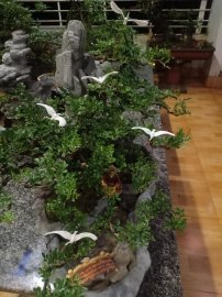 Giao lưu tiểu cảnh cần thăng
