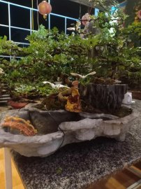 Giao lưu tiểu cảnh cần thăng