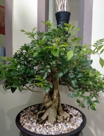 Nguyệt quế xanh mướt