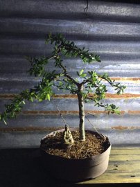 Linh sam khai thác rin giao lưu
