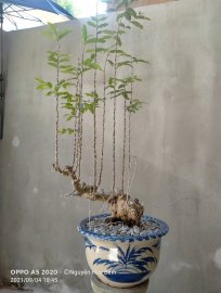 Chào mùa thu