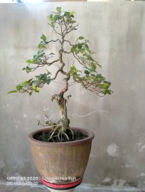 Chào mùa thu