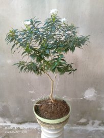 Chào mùa thu