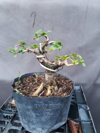 Bonsai giá 50k-300k