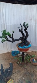Cẩm thị đã sống khoẻ