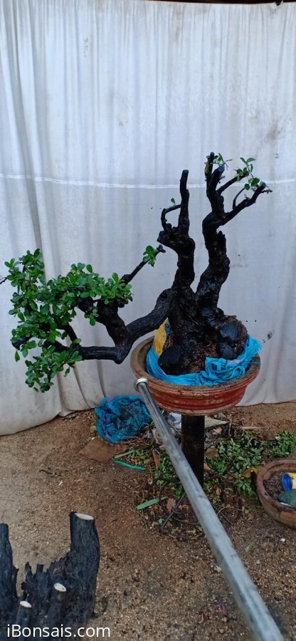 Cẩm thị đã sống khoẻ