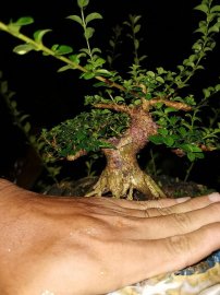 Khách em đang kẹt tiền nên thanh lý mấy cây