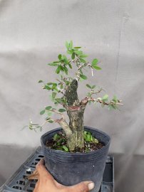 Bonsai giá rẻ