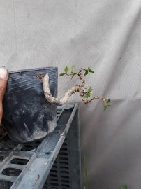 Bonsai giá rẻ