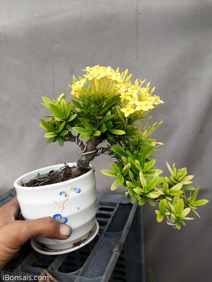 Bonsai giá rẻ