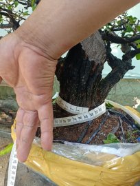 Giao lưu cây cẩm thị tàn thiên nhiên, giá 350k slh 0932037789