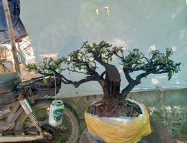Giao lưu cây cẩm thị tàn thiên nhiên, giá 350k slh 0932037789