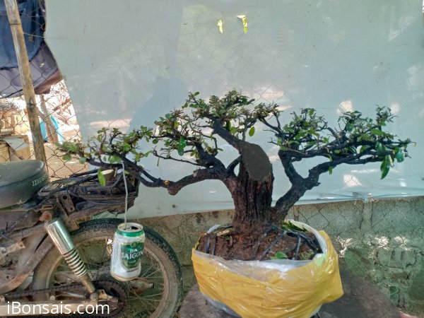 Giao lưu cây cẩm thị tàn thiên nhiên, giá 350k slh 0932037789