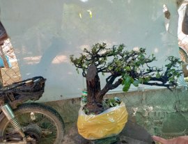 Giao lưu cây cẩm thị tàn thiên nhiên, giá 350k slh 0932037789