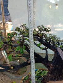 Giao lưu cây cẩm thị tàn thiên nhiên, giá 350k slh 0932037789
