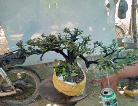 Giao lưu cây cẩm thị tàn thiên nhiên, giá 350k slh 0932037789
