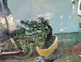 Giao lưu cây cẩm thị tàn thiên nhiên, giá 350k slh 0932037789