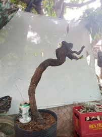 Cẩm thị nhỏ bé sống khỏe