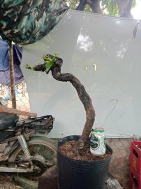 Cẩm thị nhỏ bé sống khỏe