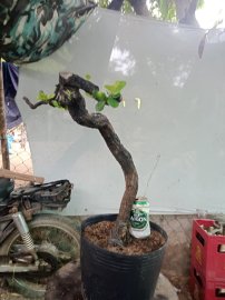 Cẩm thị nhỏ bé sống khỏe