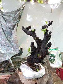 Giao lưu cốt cẩm thị nghệ thuật slh 0932037789