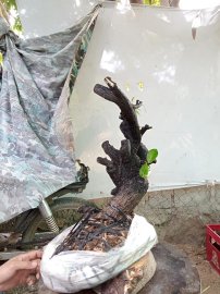 Giao lưu cốt cẩm thị nghệ thuật slh 0932037789