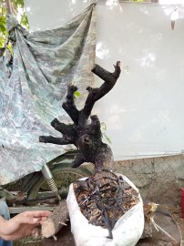 Giao lưu cốt cẩm thị nghệ thuật slh 0932037789