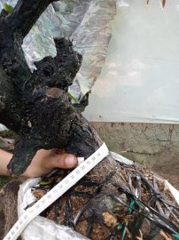 Giao lưu cốt cẩm thị nghệ thuật slh 0932037789