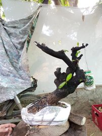 Giao lưu cốt cẩm thị nghệ thuật slh 0932037789