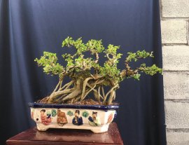 Giao lưu ae cây sam bông dáng làng đẹp ạ