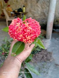 Hàng rừng như thế này có đáng để sưu tầm