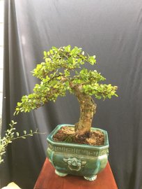 Giao lưu ae cây Hải châu đầm môn