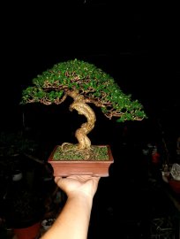 Cách chăm sóc Sam Hương có bộ tàn chi dăm dày già