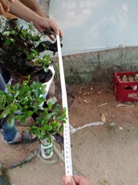 Giao lưu ace cây cẩm thị mới về giá 500k slh 0932037789