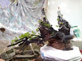 Giao lưu ace cây cẩm thị mới về giá 500k slh 0932037789