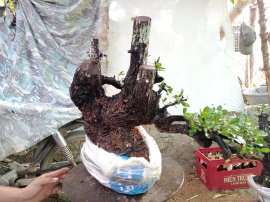 Giao lưu ace cây cẩm thị mới về giá 500k slh 0932037789