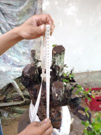 Giao lưu ace cây cẩm thị mới về giá 500k slh 0932037789