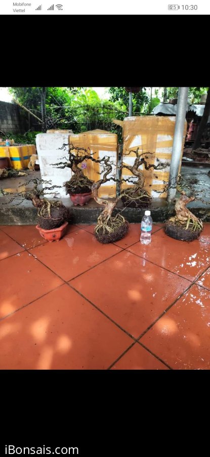 Gl nguyên lô 5 cây lsam giá 3.5t