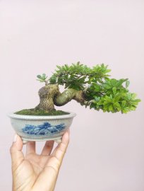 Linh sam siêu bông