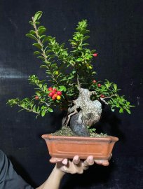 Hải Châu
