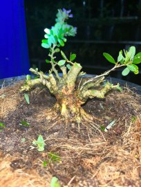 Linh sam siu bông giá mềm