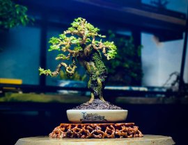 Sam Hương Trên Đồi Mộng Mơ