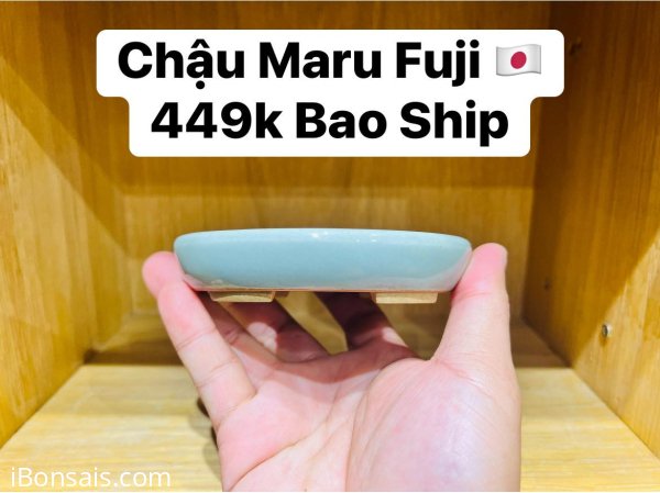 GL Ae Chậu Maru Fuji Màu Xanh Ngọc
