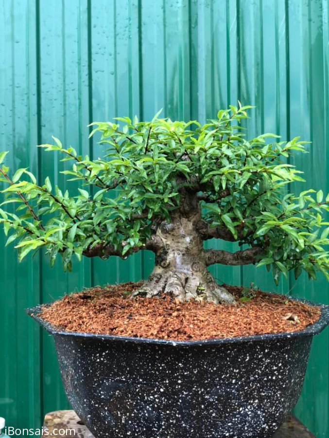 Mai Chiếu Thuỷ Lá Trung