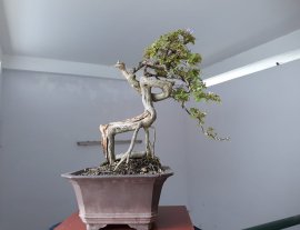 Linh Sam Ninh Thuận zin...