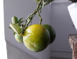 Cần Thăng ghép Cam Mỹ ...