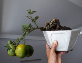 Cần Thăng ghép Cam Mỹ ...