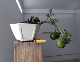 Cần Thăng ghép Cam Mỹ ...